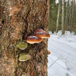 Фото Отель Дом с баней Речная Заимка