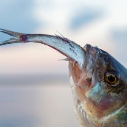 Фото Отель Берег Мологи