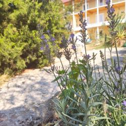 Фото Отель Соната