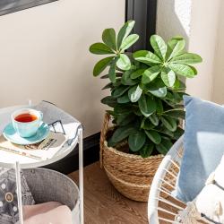 фото 20 Апартаменты Merino Home Blueberry (Мерино Хоум Блюберри)