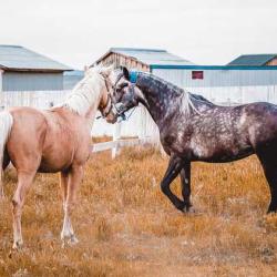 Фото Отель Большой Плёс