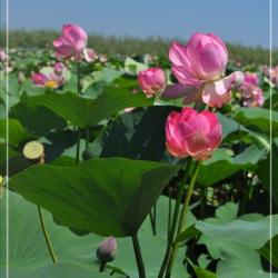 Фото Отель Тортуга