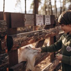 Фото Отель Деревня Берендеевка
