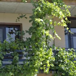 Фото Отель Сакартвело