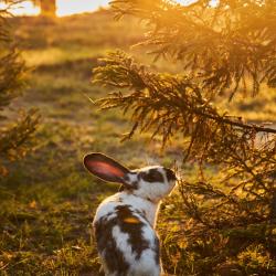 Фото Отель Лунный кролик
