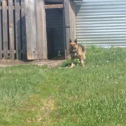 Фото Отель Путник