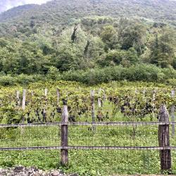 Фото Grand Hotel Sukhum Resorts (Гранд Отель Резортс)