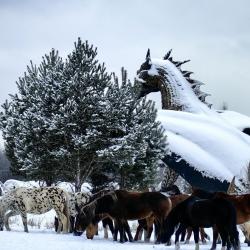 Фото Отель Дом Дракона в Яви-Нави