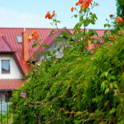 Фото Отель Plantage на Пионерской (Плантаж)