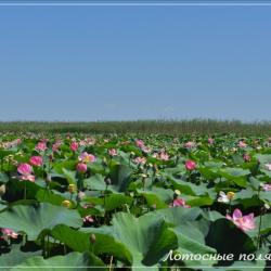 Фото Отель Тортуга