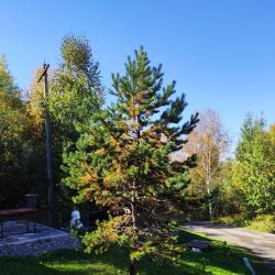 Фото Отель Лесная застава (бывш. Комфорт Плюс)