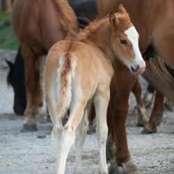 Фото Отель Koksa Camp (Кокса Камп)