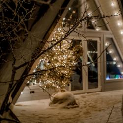 Дом у сосны