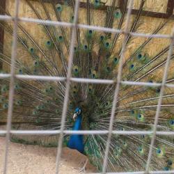 Фото Отель Belvedere (Бельведер)