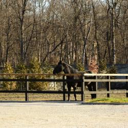 Фото Парк-отель АТМОС