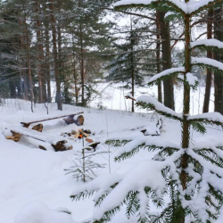 Фото Отель Алавойне