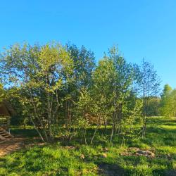 Коттедж улучшенный в Лесу