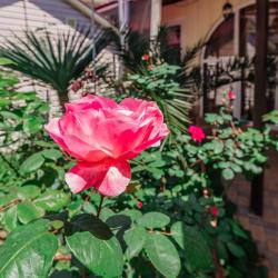 Фото Отель Мандарин