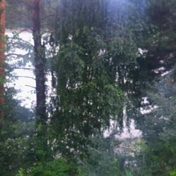 Фото Отель Индиго