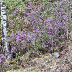 Фото Отель Алтай - Кайлас