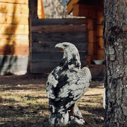 Фото Отель Кедровый рай