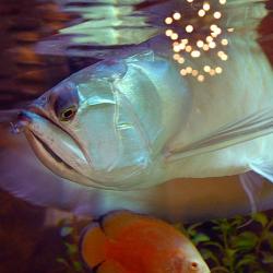 Фото Отель Аравана