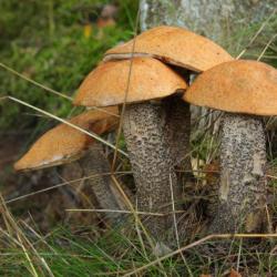 Фото Отель Загородный клуб Дача