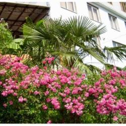 Фото Отель Эрика