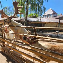 Фото Отель Елли и Пелли