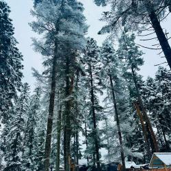 Фото Отель Пихтовый парк