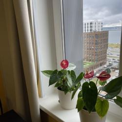 1-комнатные апартаменты стандарт