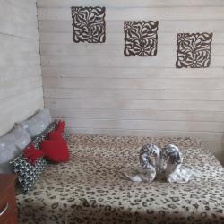 Коттедж стандарт №2