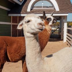 Фото Отель Horseka resort (Хорсека)