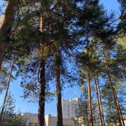 Фото Отель Сосновый бор