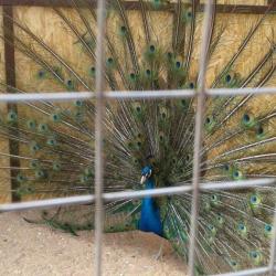 Фото Отель Belvedere (Бельведер)