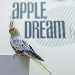 фото 7 Apple Dream Hotel (Эпл Дрим Отель)