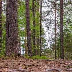 Фото Отель Радужный лес