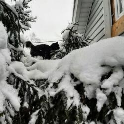 Коттедж стандарт с 1 односпальной и 1 двуспальной кроватью