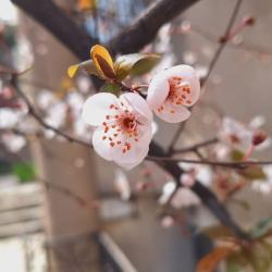 Фото Отель Iliani (Илиани)