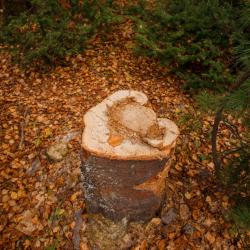 Фото Отель Озерки