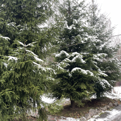 Фото Отель Коттедж Дранишники