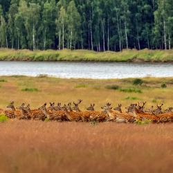 Фото Отель Лесное