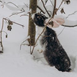 Глэмпинг Сфера