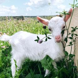 Фото Отель Экоферма Егорово поместье