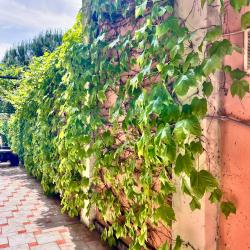 Фото Отель Каролина