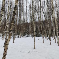 Фото Отель Домик в лесу (д. 201)