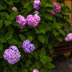 Фото Отель Орион