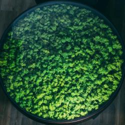 Green Resort Hotel and SPA (Грин Резорт) — 335f8235d2f8e0d10ddf6cf63bc605bf