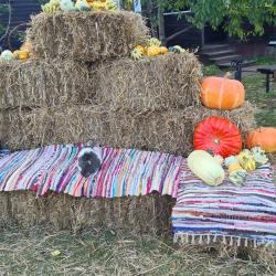 Коттедж Светлица