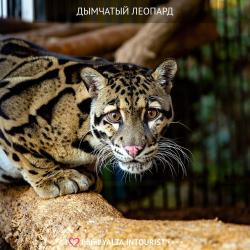 фото 60 Yalta Intourist (Ялта Интурист)